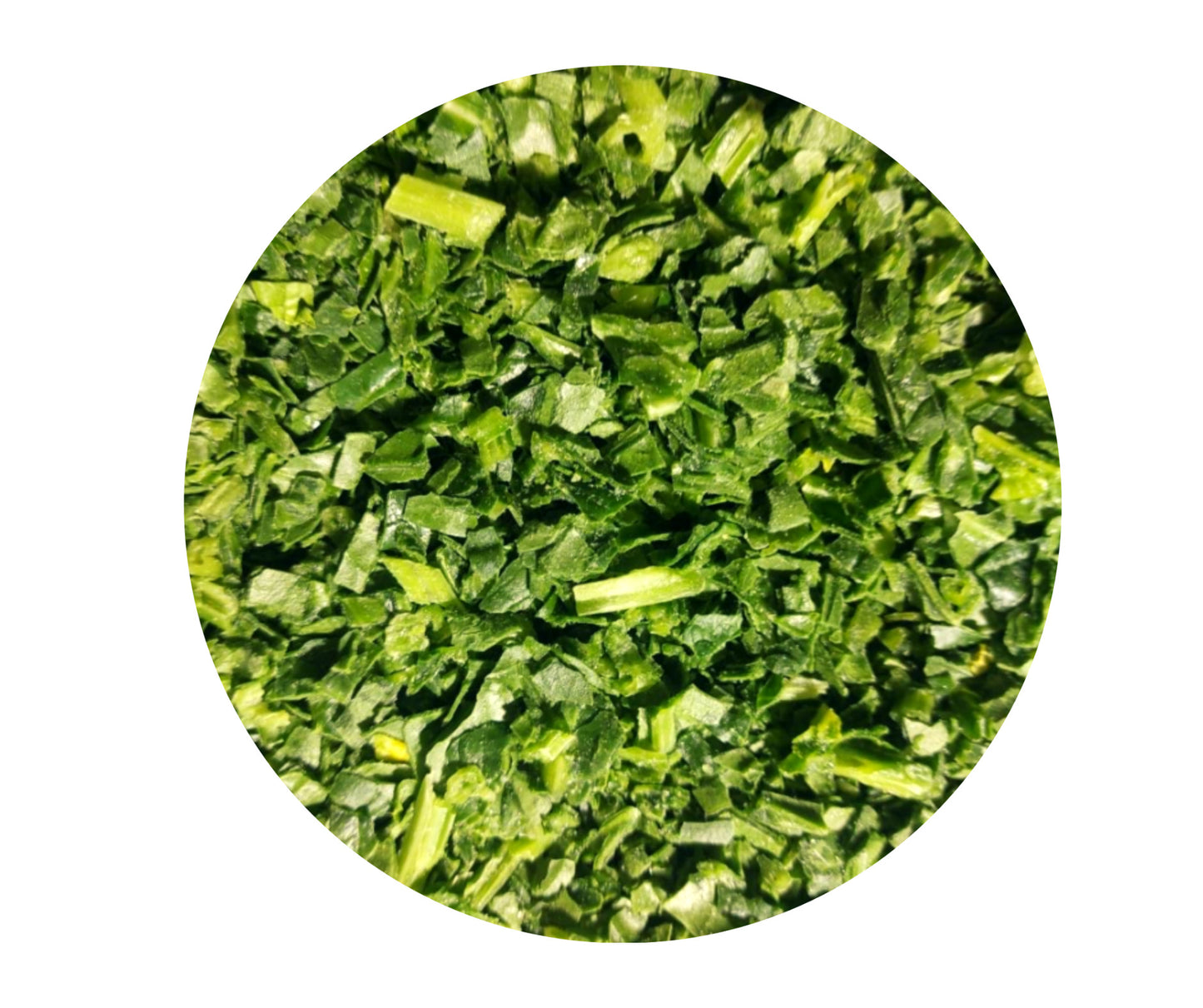 Koriander geschnitten, tiefgefroren